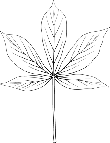 Yellow Buckeye Leaf Coloring Page